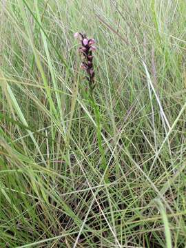 Image de Brachycorythis buchananii (Schltr.) Rolfe