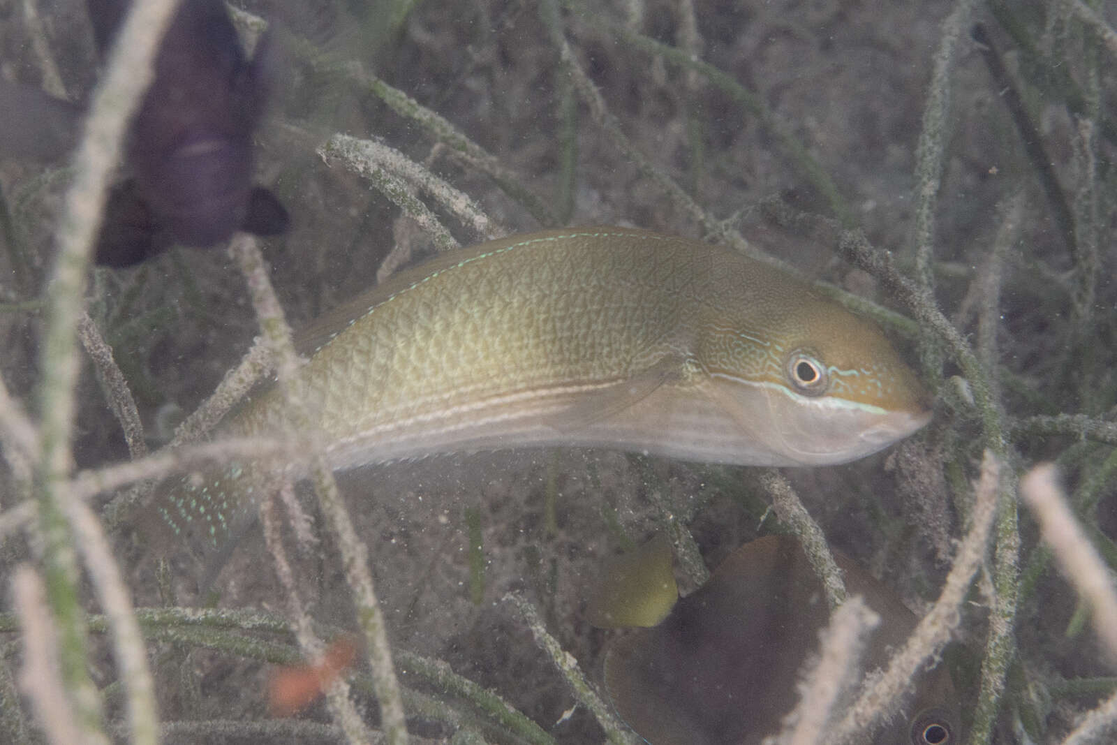 Image of Stripebelly wrasse