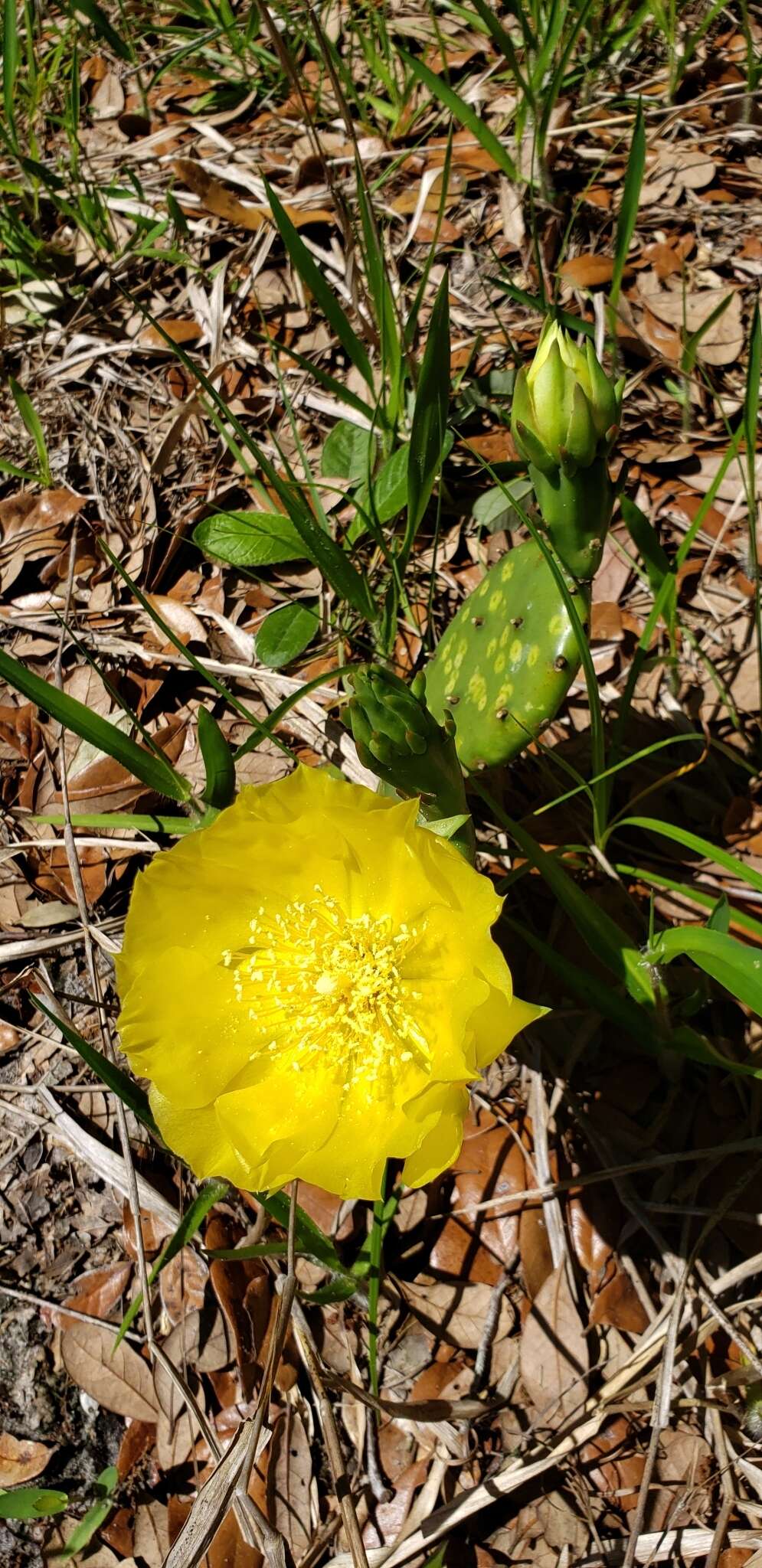 Image of Eastern Prickly Pear