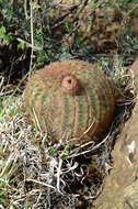 Image of Echinocereus reichenbachii var. reichenbachii