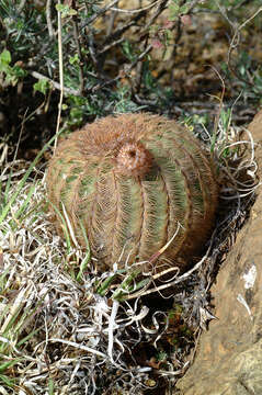 Image of Echinocereus reichenbachii var. reichenbachii