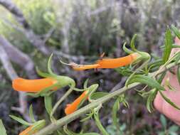 Image de Macranthera flammea (Bartr.) Pennell