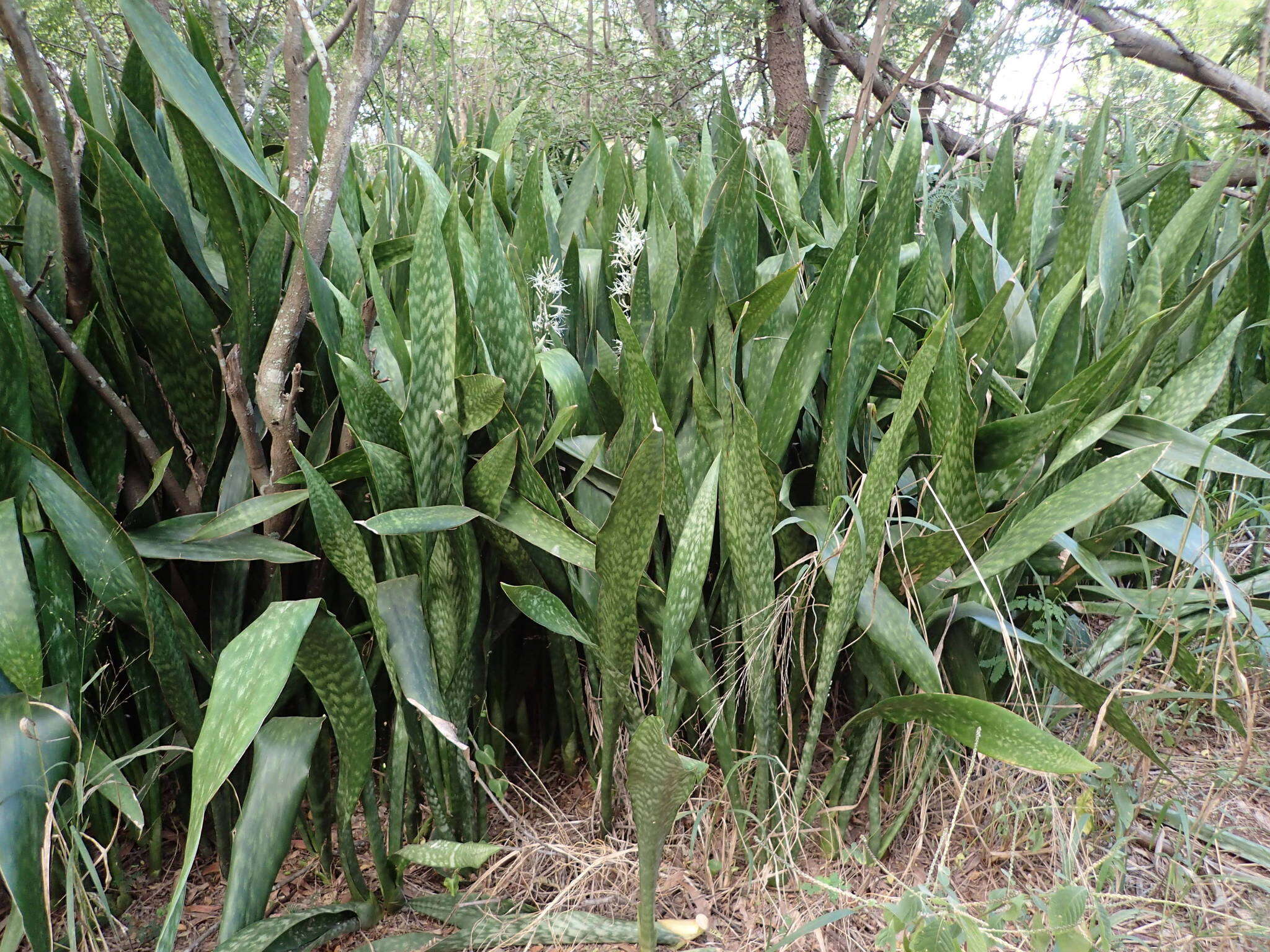 Image of sansevieria