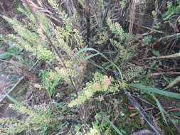 Lepidium apetalum Willd. resmi