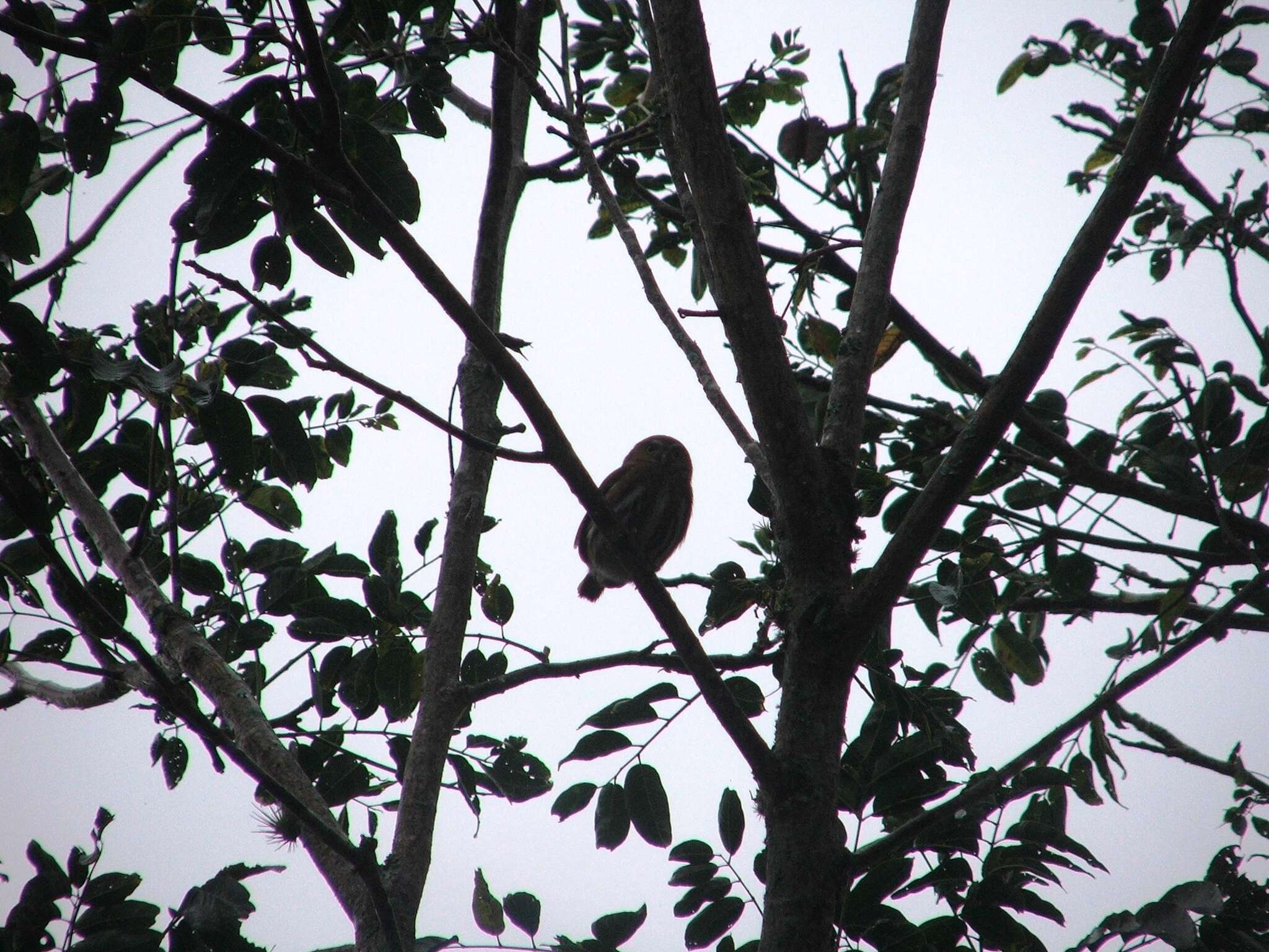 Image of Ferruginous Pygmy Owl