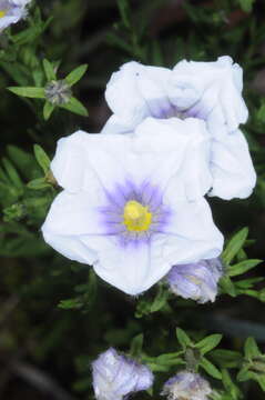 Image of Blue cup flower