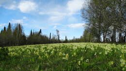 Image of Primula elatior subsp. pallasii (Lehm.) W. W. Sm. & Forrest