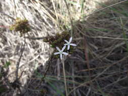 Image of Roella glomerata A. DC.