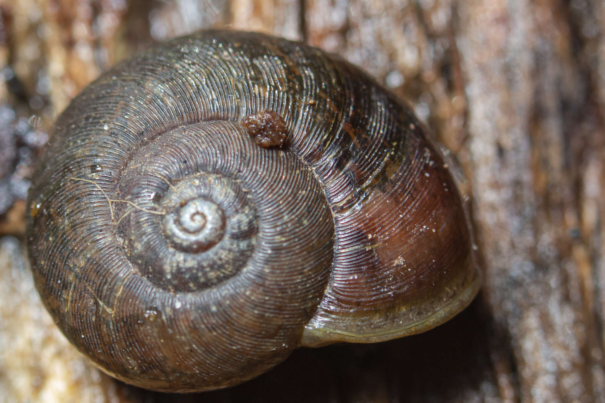 صورة Austrorhytida glaciamans (Iredale 1938)