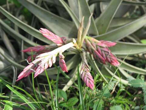 Image of Tillandsia didisticha (É. Morren) Baker