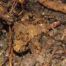 Image of Desert Froglet