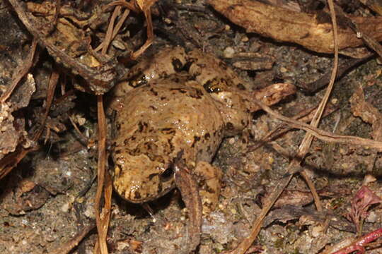 Image of Desert Froglet