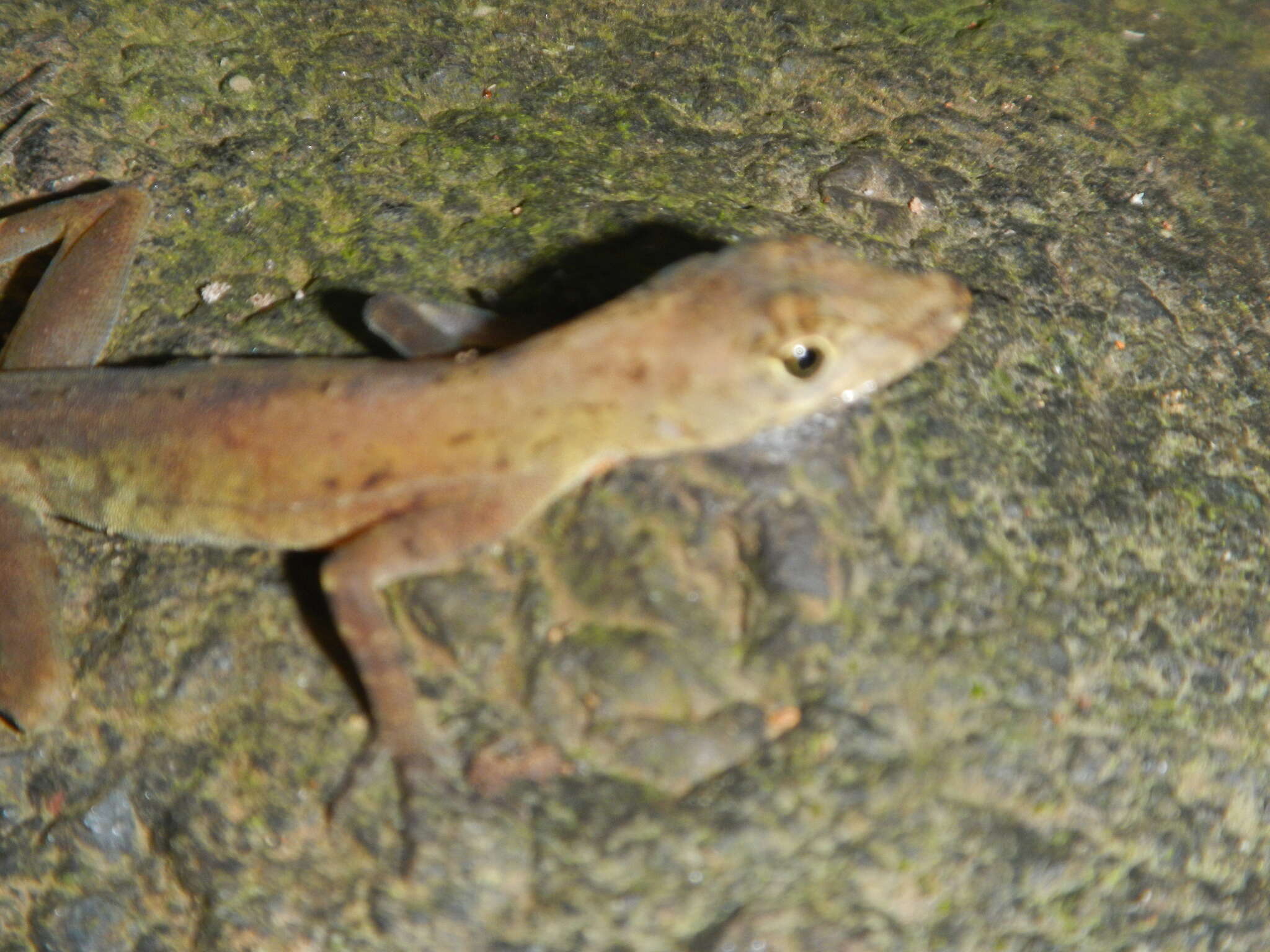 Image of Many-scaled Anole