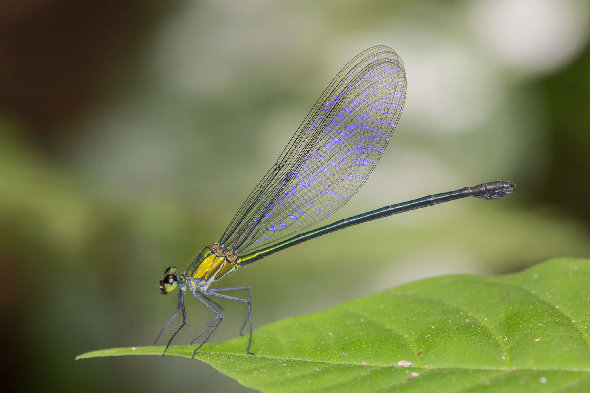 Image of Vestalis amethystina Lieftinck 1965