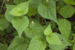 Imagem de Viola acuminata Ledebour