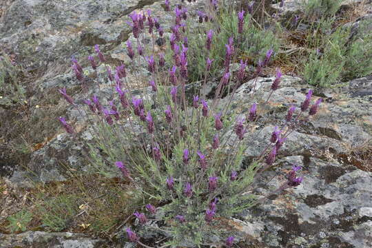 Imagem de Lavandula pedunculata (Mill.) Cav.