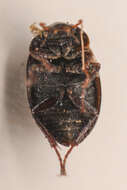 Image of Ametor scabrosus (Horn 1873)