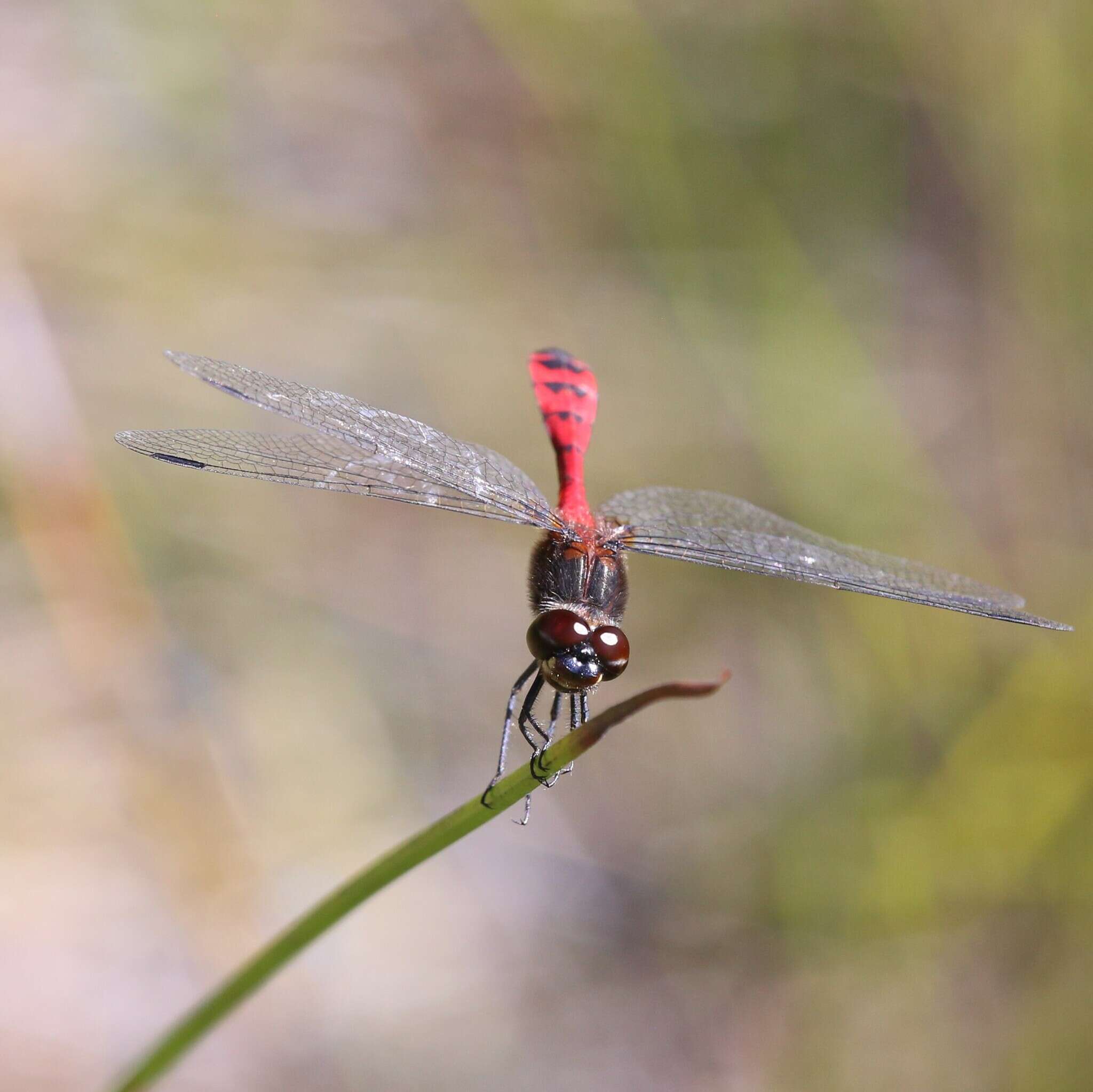 Austrothemis Ris 1909 resmi