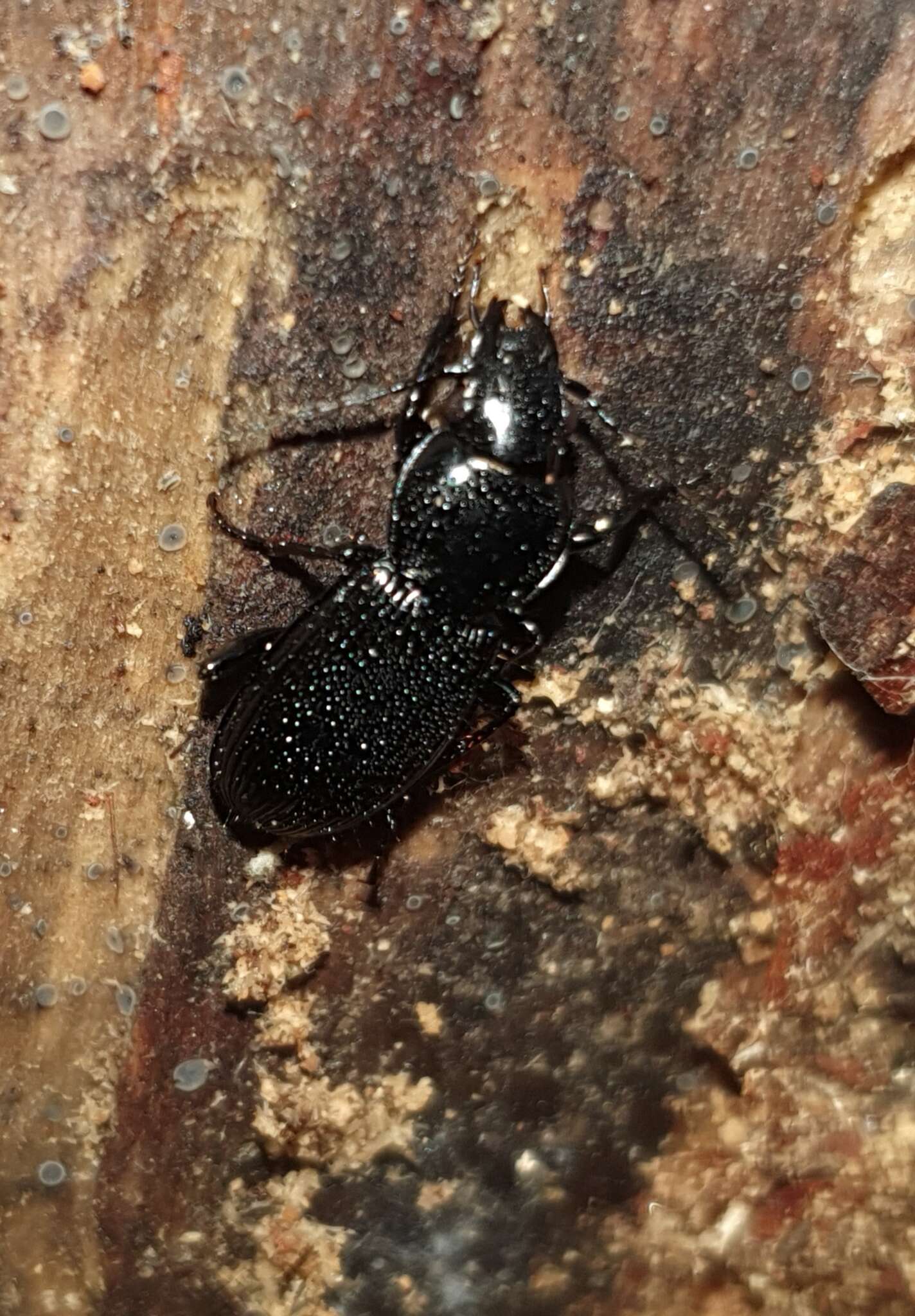 Слика од Pterostichus (Eosteropus) aethiops (Panzer 1796)