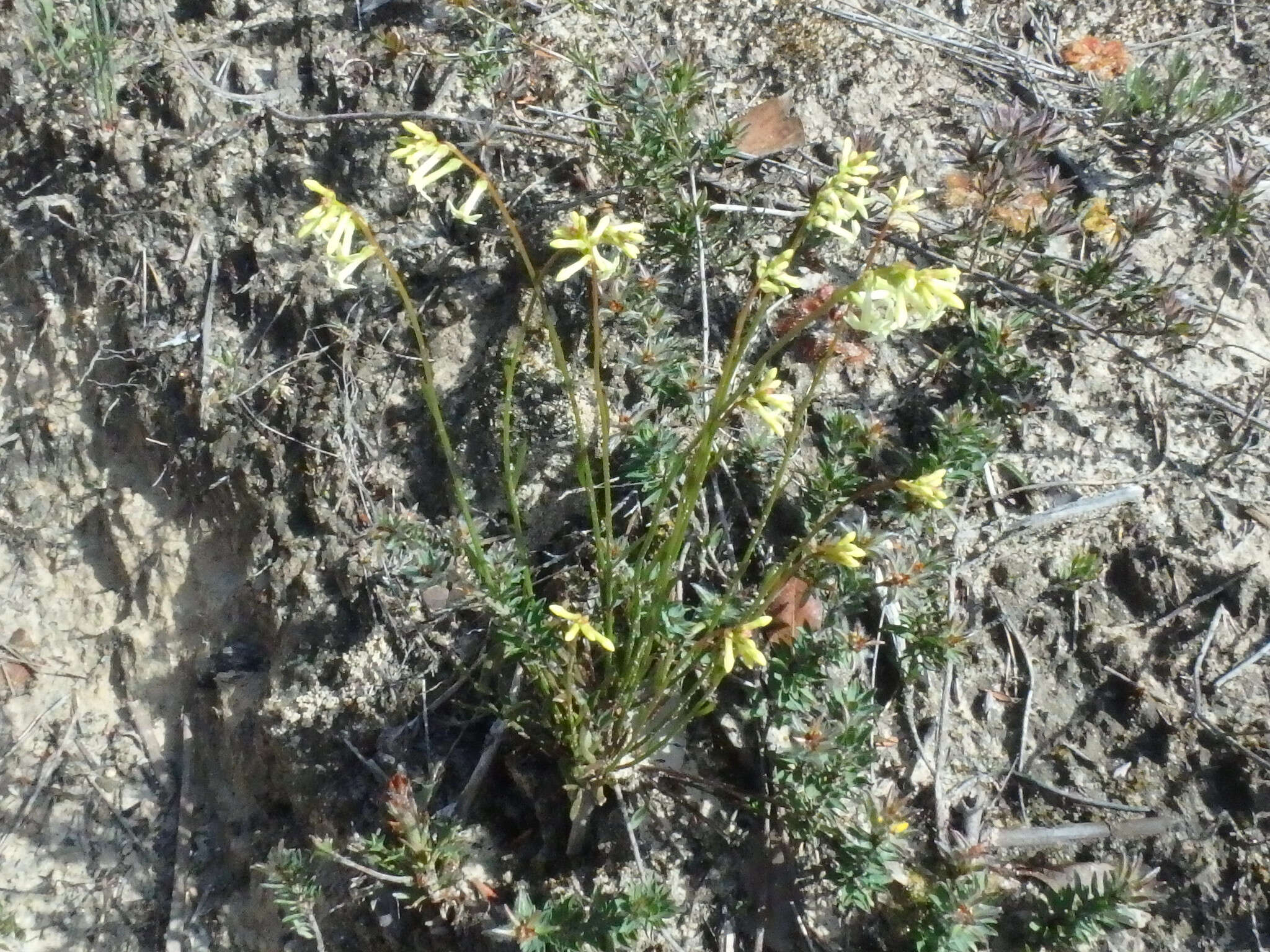 Image of Stackhousia monogyna Labill.