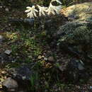 Image of Ixia sobolifera subsp. albiflora Goldblatt & J. C. Manning