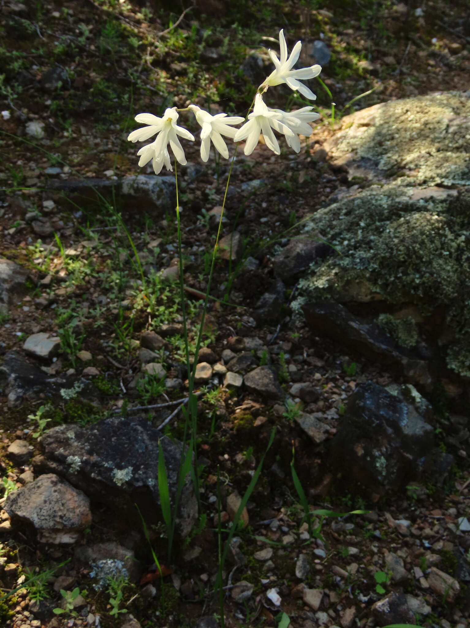 Image of Ixia sobolifera subsp. albiflora Goldblatt & J. C. Manning