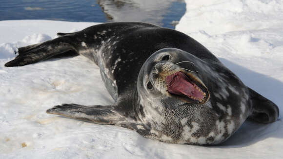 Image of Weddell seal