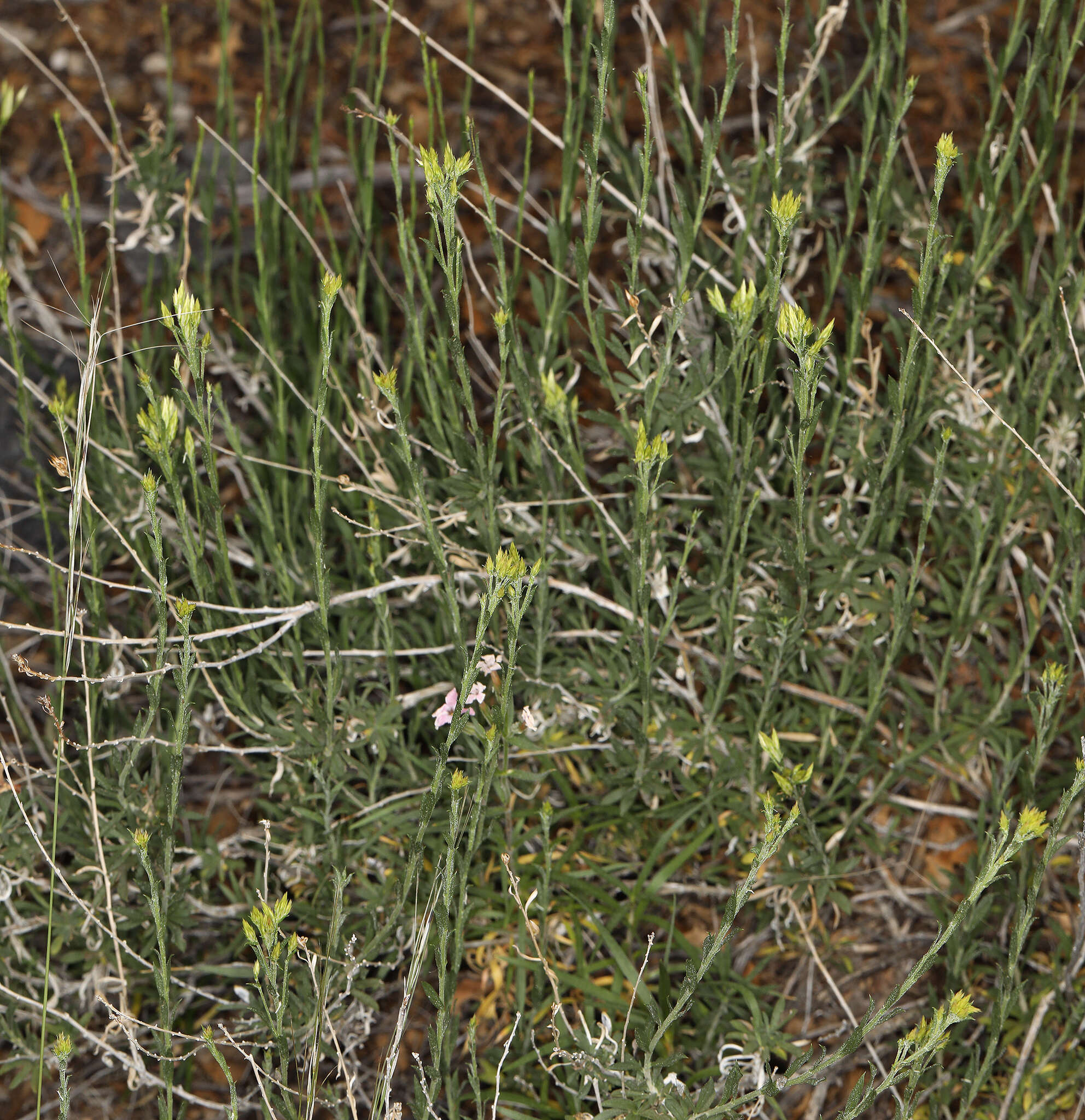 Imagem de Chrysothamnus depressus Nutt.