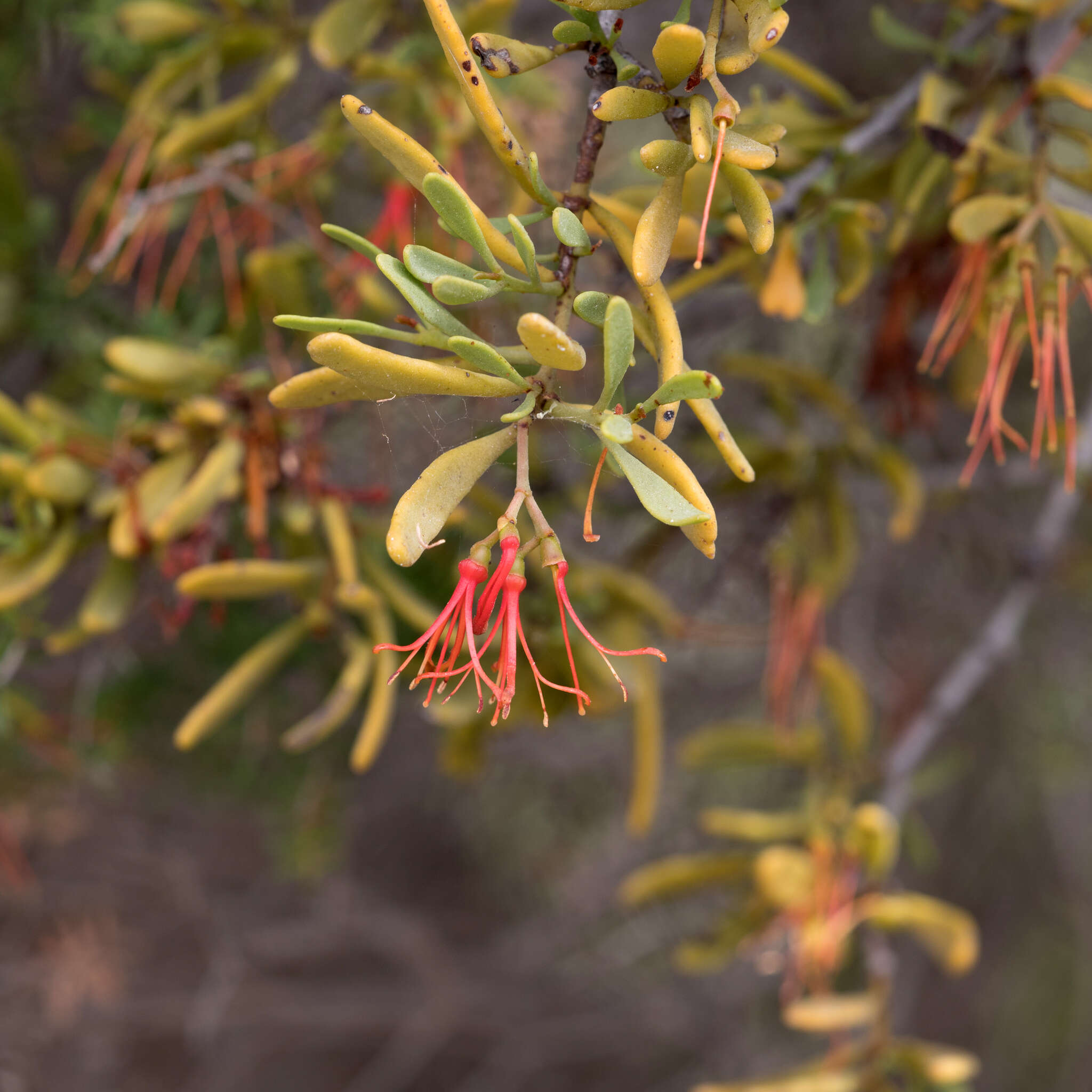 Image of Amyema melaleucae (Miq.) Tieghem