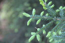 Image of Caucasian Spruce