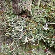 Слика од Cladonia digitata (L.) Hoffm.