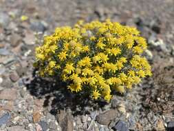 Image of Shockley's goldenhead