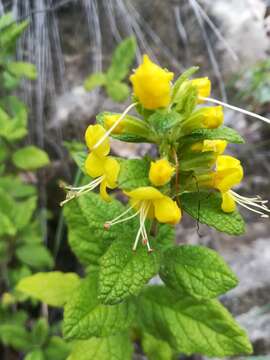 Plancia ëd Hemichaena coulteri (Gray) Thieret