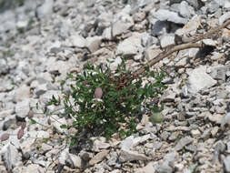 Image de Silene vulgaris subsp. glareosa (Jordan) Marsden-Jones & Turrill