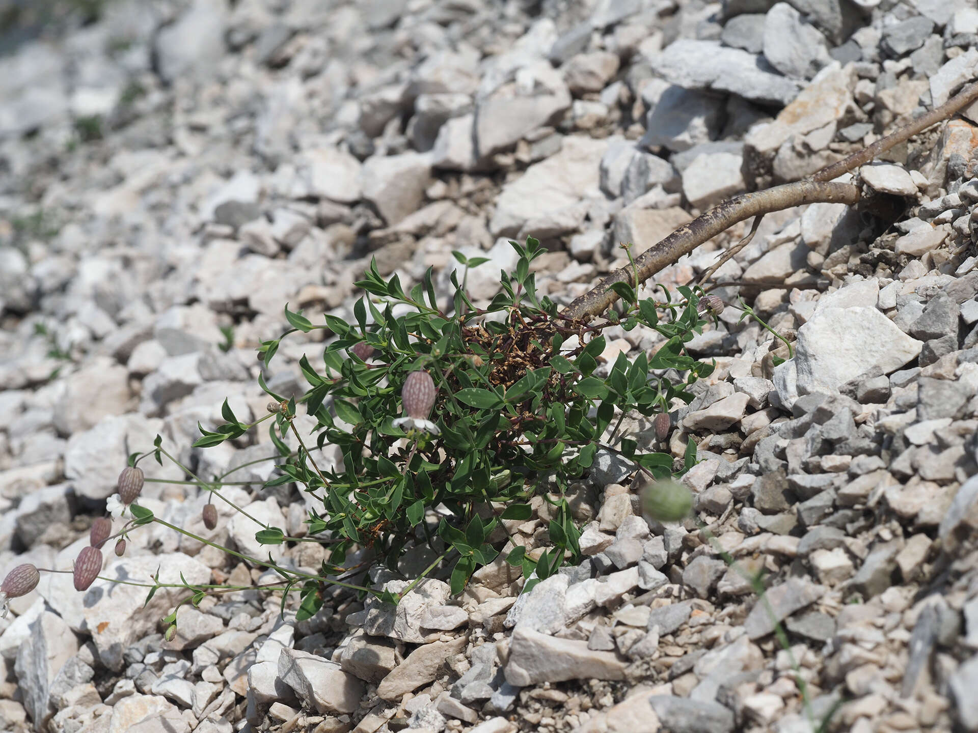 Image of Silene vulgaris subsp. glareosa (Jordan) Marsden-Jones & Turrill