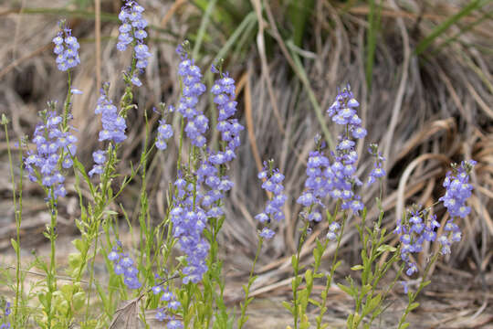 Imagem de Lobelia berlandieri A. DC.