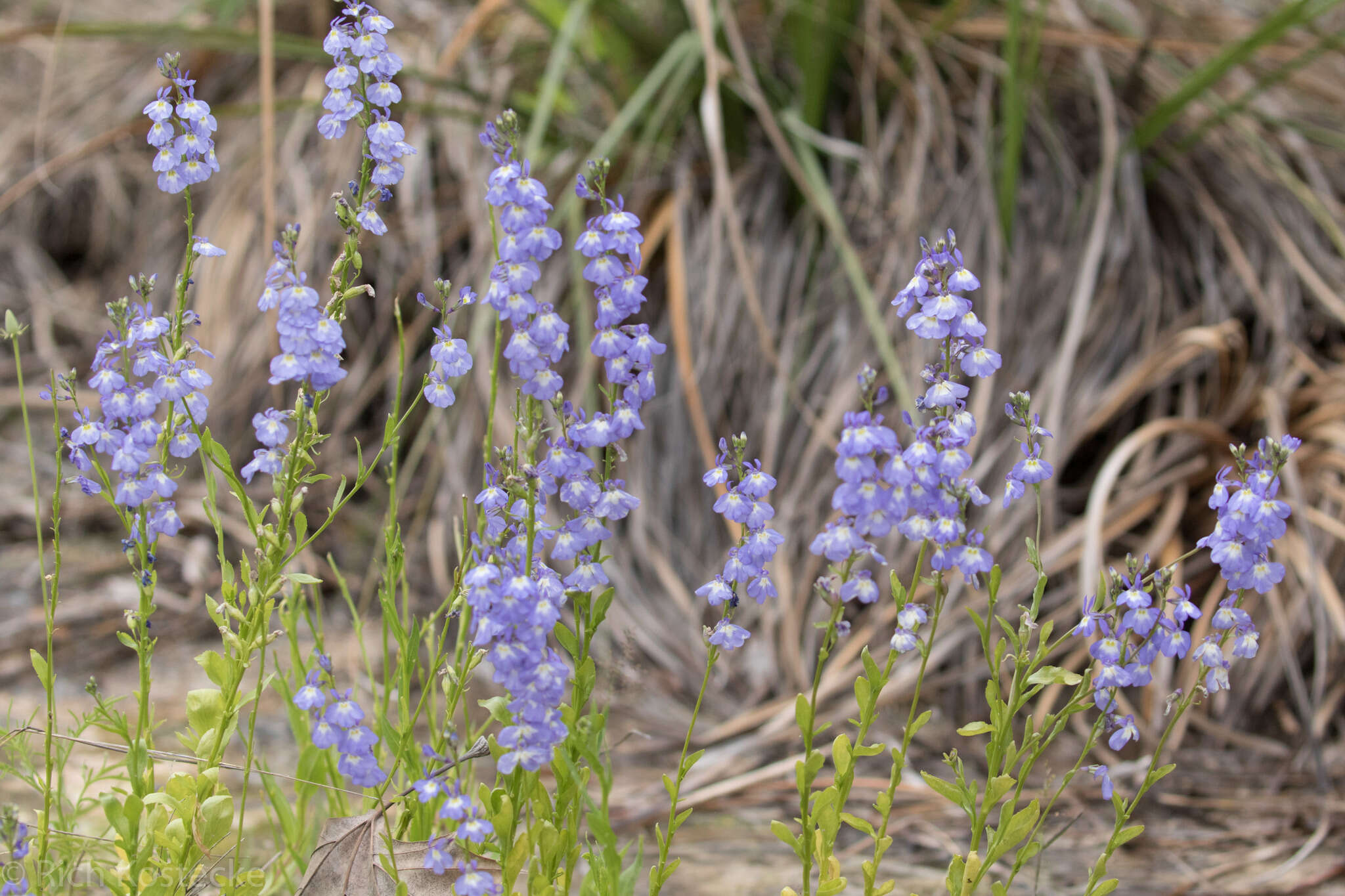 Image of Berlandier's Lobelia