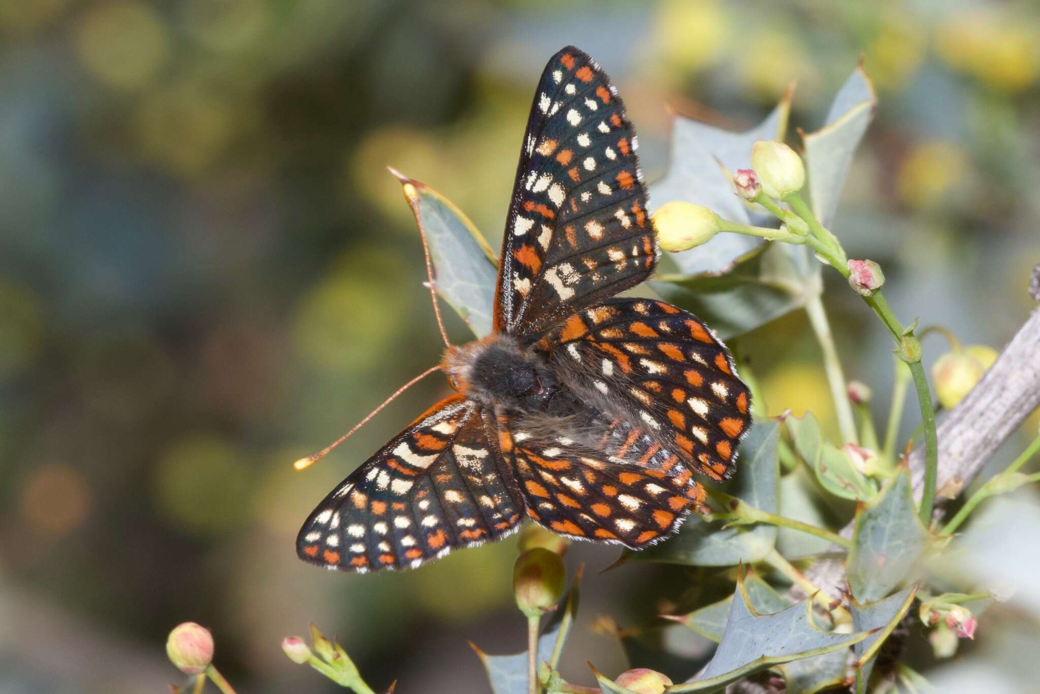 Plancia ëd Euphydryas chalcedona klotsi