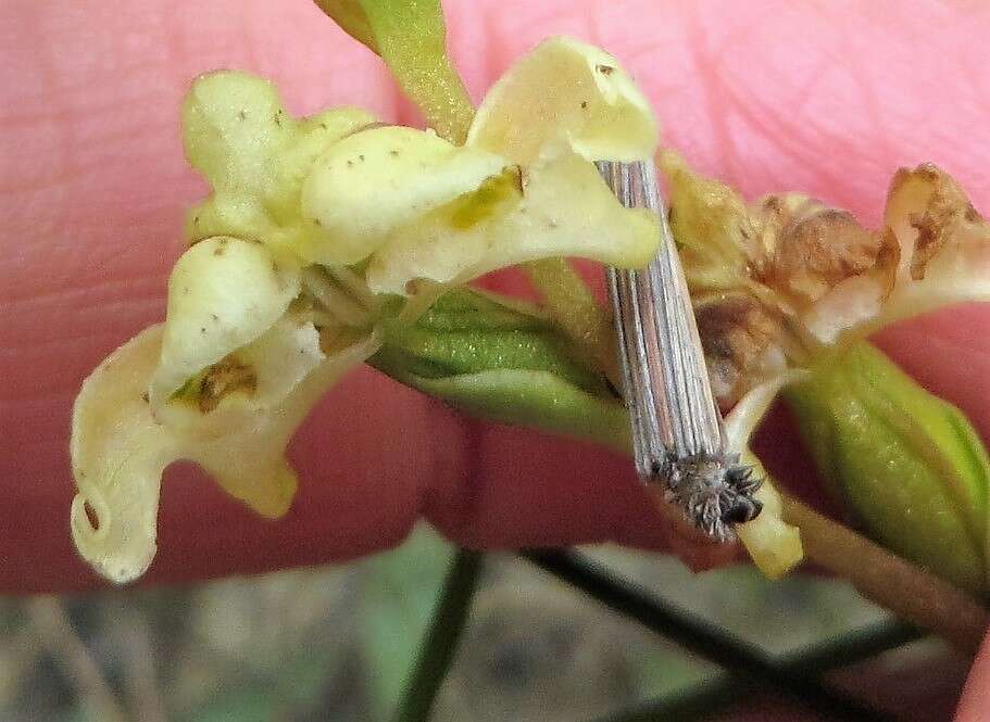 Image of Disperis circumflexa subsp. circumflexa