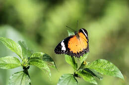 Image of Cethosia cyane Drury 1770