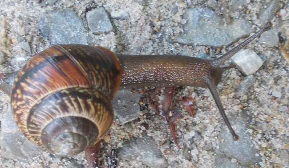 Image of Copse Snail