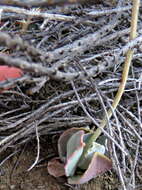 Image of Cotyledon papillaris (L.) L. fil.