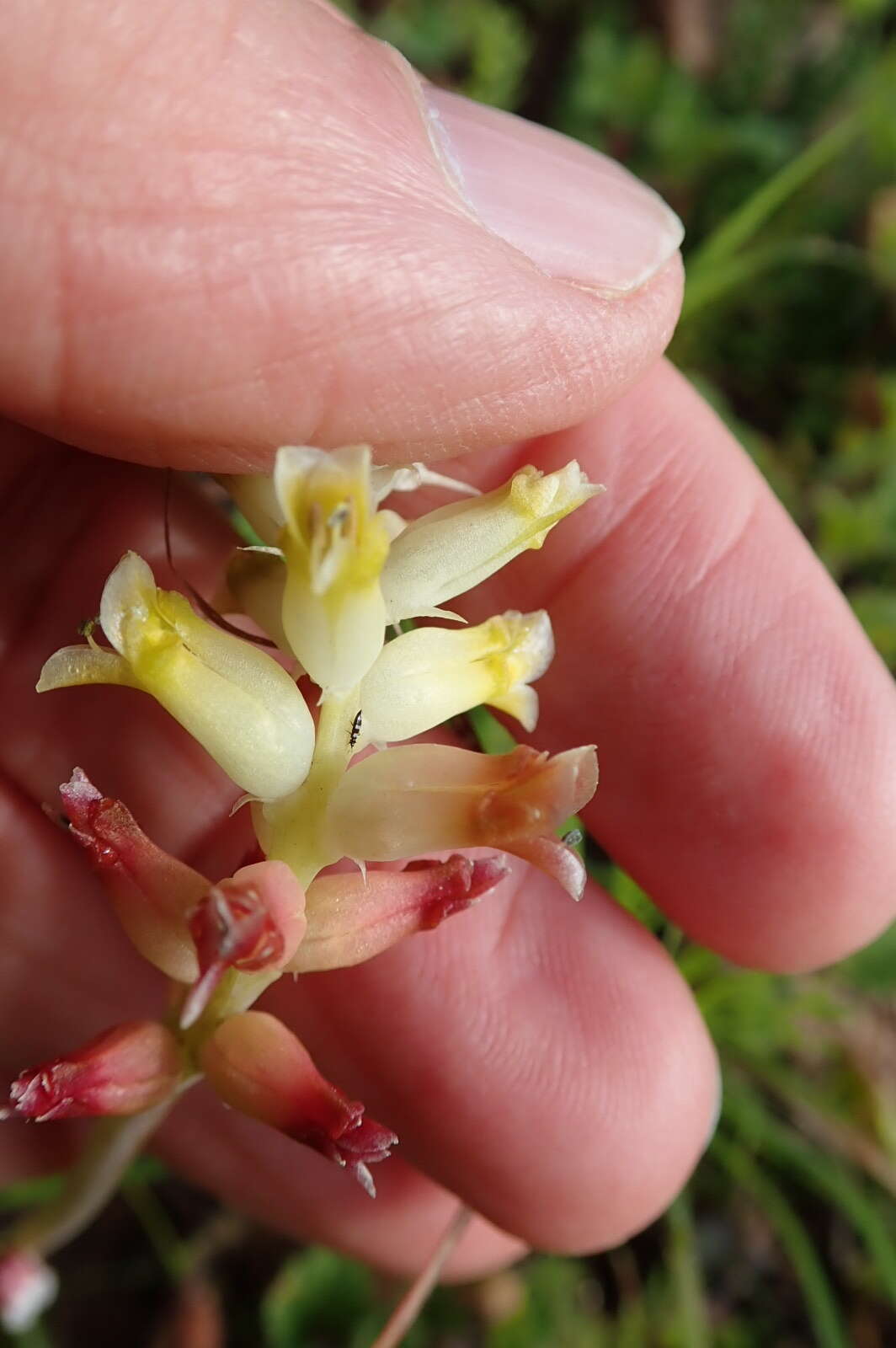 Image of Lachenalia pallida Aiton