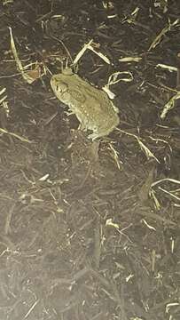 Image of Asian black-spined toad