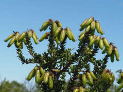 Image of <i>Wiborgiella sessilifolia</i>