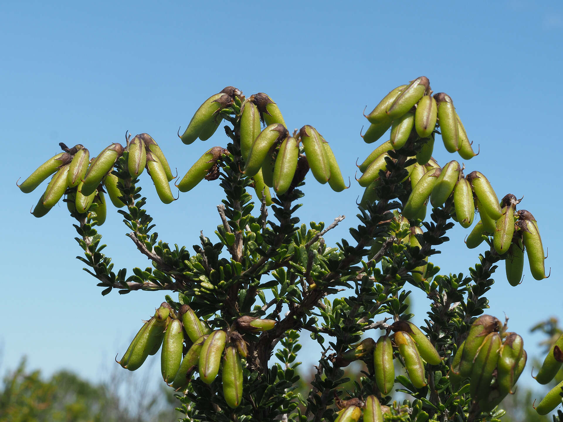 Image of <i>Wiborgiella sessilifolia</i>