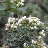 Image of Chromolaena bullata (Klatt) R. King & H. Rob.