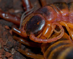 Image of Scolopendra viridicornis Newport 1844