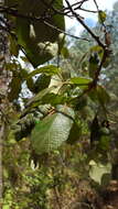 Imagem de Quercus candicans Née