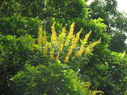 Image of Vochysia guatemalensis J. D. Smith